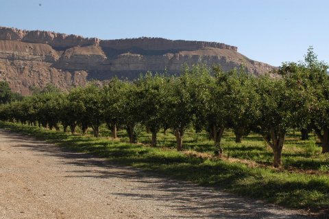 There Are More Than 11 Vineyards In The Charming Town Of Palisade, Colorado Alone