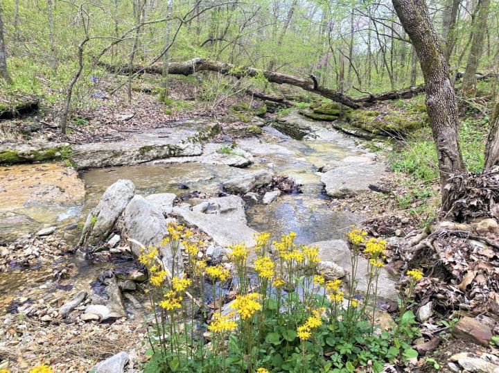 Wildflower Nature Trail In Arkansas