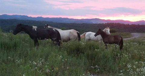 The Breathtaking Campground In West Virginia Where You Can Watch Wild Horses Roam