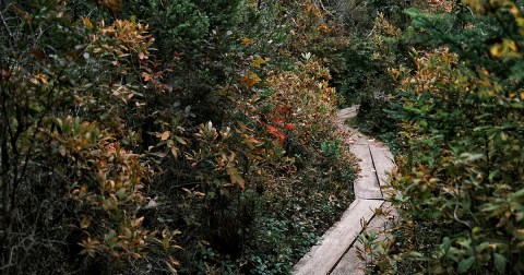 Walk Among Rare Trees And Plants On This Short And Easy Hiking Trail In New Hampshire