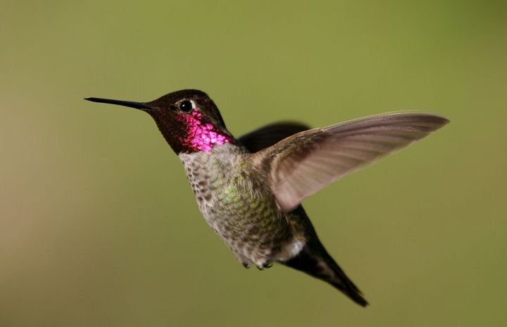 Anna's hummingbird