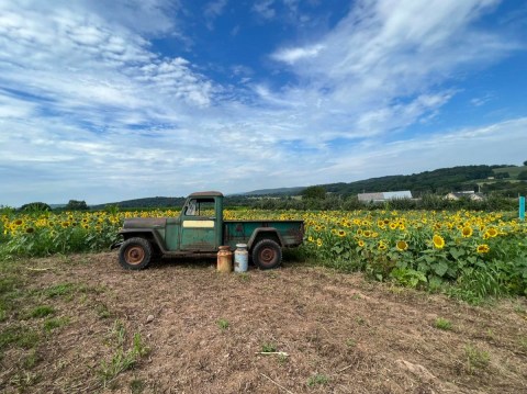 You’ll Have Loads Of Fun At This Pick-Your-Own Fruit Farm In Pennsylvania