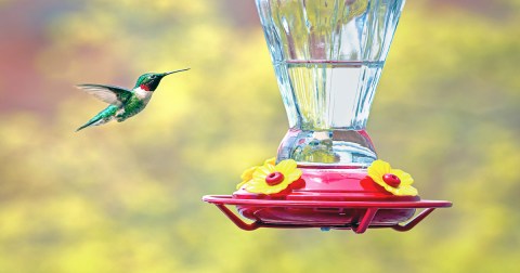 Keep Your Eyes Peeled, Thousands Of Hummingbirds Will Migrate Throughout The USA This Spring