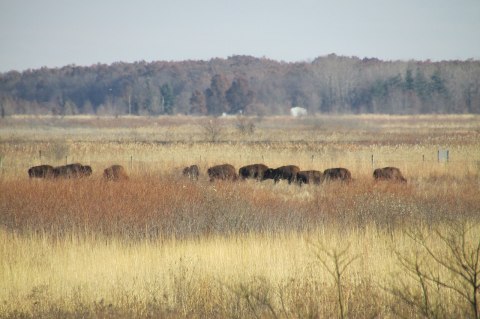 Visit Kankakee Sands, One Of Indiana's Most Underrated Nature Preserves And A Great Summer Destination