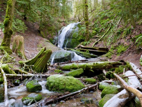 Hike Through A Hidden Forest Then Dine At A Quaint Tea House On This Delightful Adventure In Washington