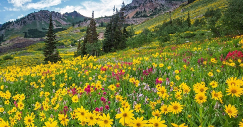 Enjoy The Most Colorful Summer Festival In Utah At The Wasatch Wildflower Festival