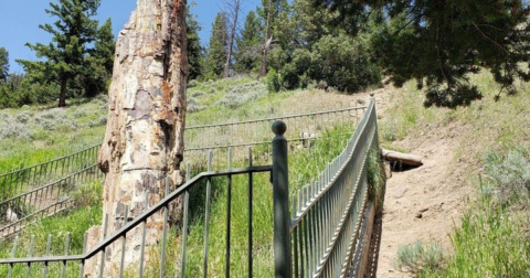 Hike This Ancient Forest In Wyoming That’s Home To 55-Million-Year-Old Trees