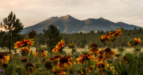 You'll Find More Than 750 Varieties Of Plants At The Arboretum At Flagstaff In Arizona