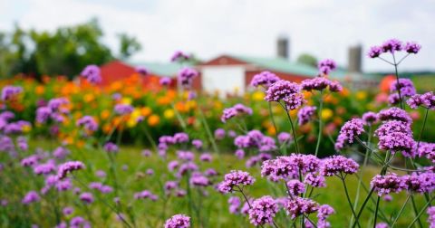 A Colorful U-Pick Flower Farm, Flower Bee In Wisconsin Is Like Something From A Dream