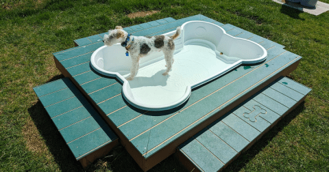 This Ohio State Park Has A Next-Level Splash Park And Obstacle Course... For Dogs