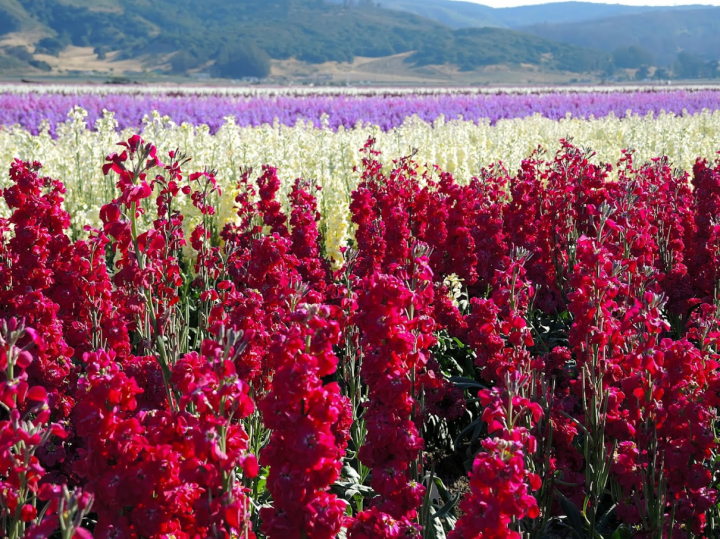 Lompoc flower fields