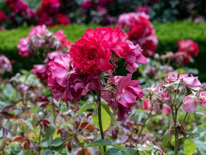 Portland Rose Festival