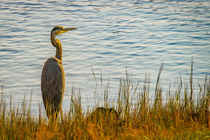 a heron in Ogunquit