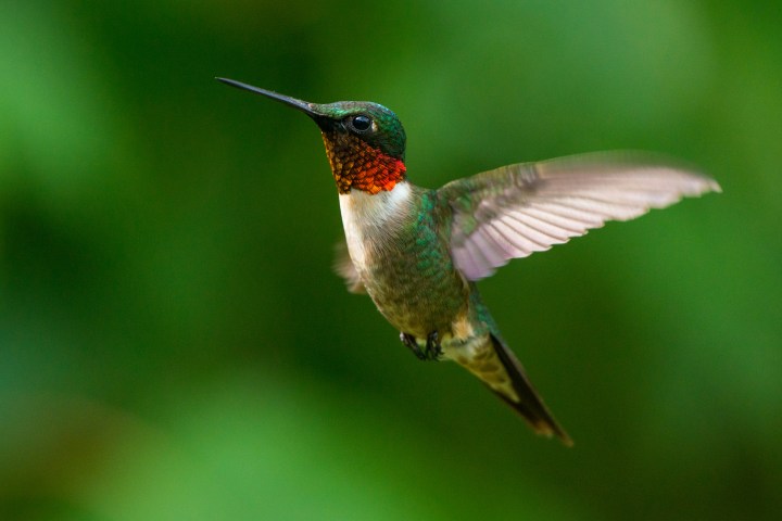 Male Ruby-throated Hummingbird