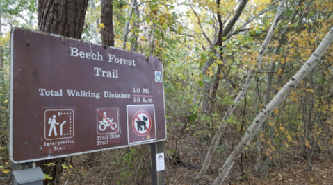 Beech Forest Trail In Provincetown, Massachusetts Is So Little-Known, You Just Might Have It All To Yourself