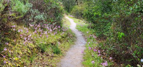 Hike Through A Hidden Forest Then Dine At A Small-Town Cafe On This Delightful Adventure In Northern California