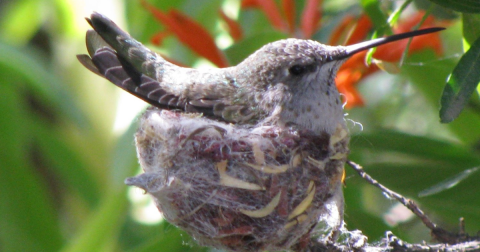 The Serene Hummingbird Garden In Northern California That's Too Beautiful For Words