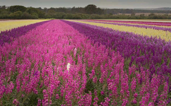 Lompoc flower fields