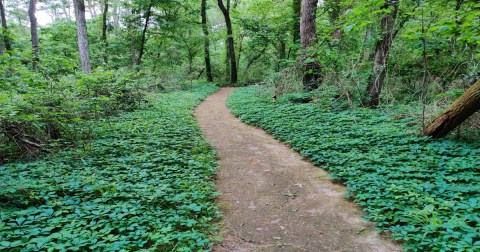 Hike Through A Hidden Forest Then Dine At A Small-Town Cafe On This Delightful Adventure In Texas