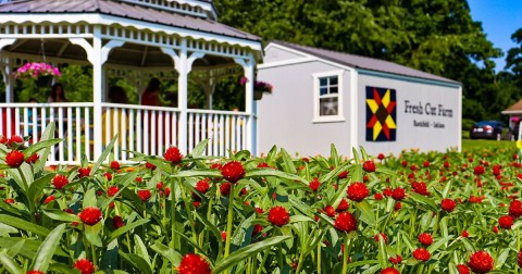 Visit Fresh Cut Farm, A Small, Family-Owned U-Pick Flower Farm In Indiana