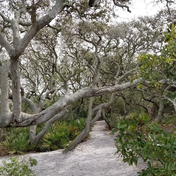 grayton beach state park