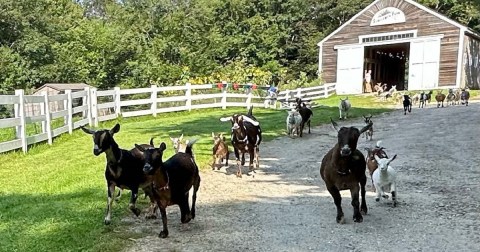 You Can Help Put Sleepy Baby Goats To Bed At The Beautiful Sunflower Farm In Maine