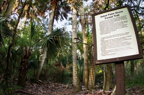 This Magical Old-Growth Forest In Texas Is The Last Of Its Kind In The U.S.