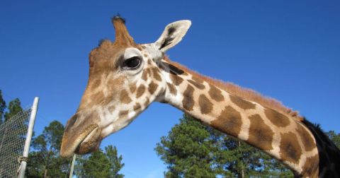 Adventure Awaits At This Drive-Thru Safari Park In North Carolina