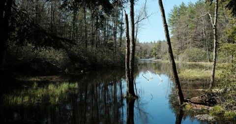 This New Hampshire Wildlife Sanctuary Is One Of The Best Places To View Summer Wildflowers