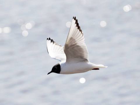 Birding Trail Bay City Michigan