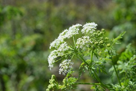 There's A Deadly Plant Growing In Texas Yards That Looks Like A Harmless Weed