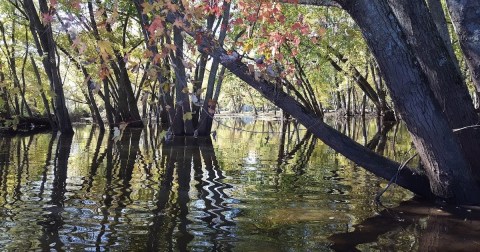 Iowa's Upper Wapsi Wildlife Area Is Now The Perfect Place To Observe Wildlife