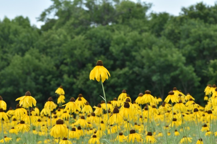 wildflower prairie in Arkansas