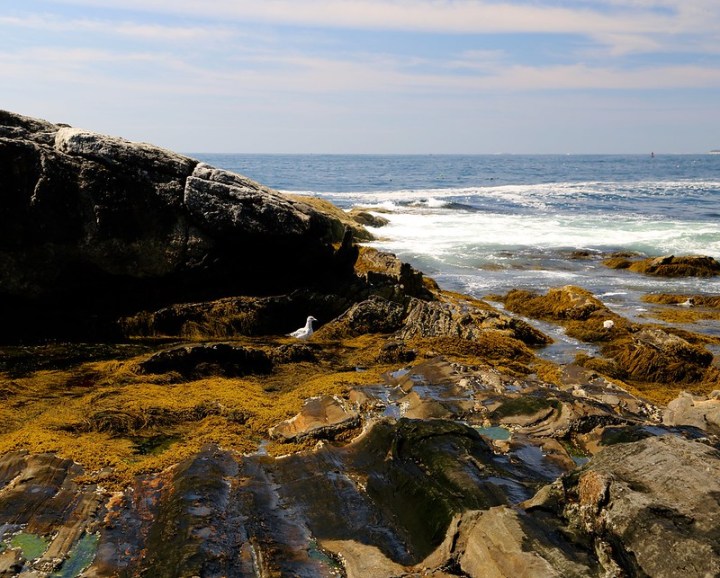 the coast of Damariscotta