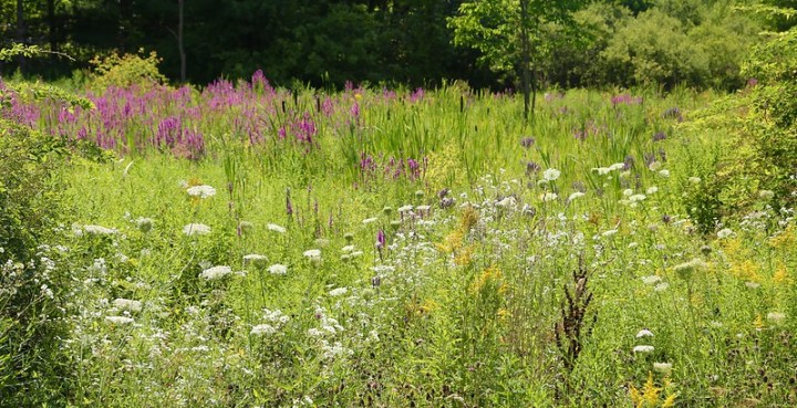 field in Damariscotta Maine