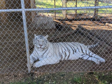 The Little-Known Wildlife Sanctuary In Northern California That's Home To Lions, Tigers, Bears, And More