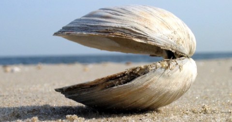 There's A Clam Festival In New Jersey And It's Just As Wacky And Wonderful As It Sounds