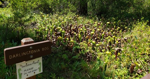 The Cobra Lily Forest In Northern California That’s The Perfect Family Destination