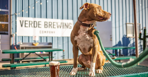 The Dog-Friendly Brewery In Arizona That Just Might Be Your New Favorite Hangout