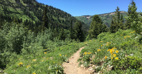 18 Best Hikes In Wyoming: The Top-Rated Hiking Trails To Visit In 2024