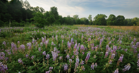 The 1,400-Acre Kitty Todd Nature Preserve In Lucas County, Ohio, Is A Wondrous Sea Of Wildflowers