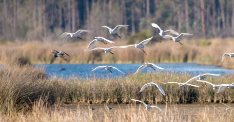 The Most Remote Island In South Carolina Is A Must-Visit This Summer