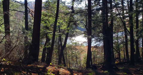 Hike This Ancient Hemlock Forest In Wisconsin That’s Home To 300-Year-Old Trees