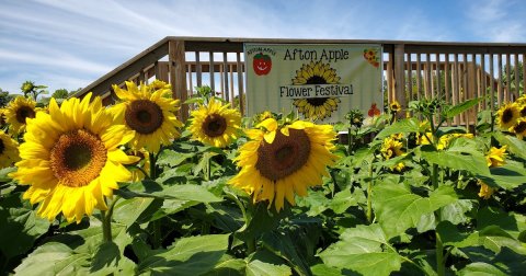 Frolic Through A Stunning Sunflower Field In Minnesota At The Afton Apple Orchard Flower Festival