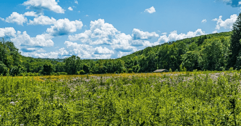 This Connecticut Meadow Is One Of The Best Places To View Summer Wildflowers