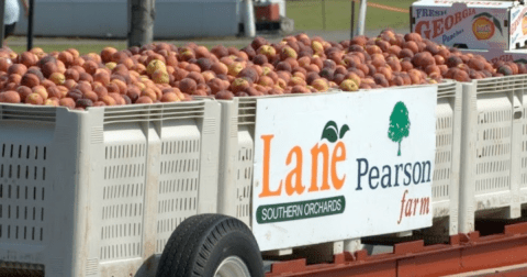 Few Foods Are As Iconic As The Georgia Peach - And Of Course It Has A Whole Festival