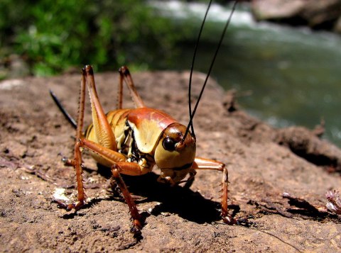 Mormon Crickets Are Back In Idaho And They Are Coming In Massive Swarms