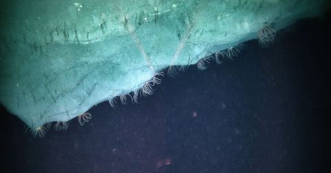 Perhaps The State's Best Hidden Treasure, Hardly Anyone Knows These Incredible Deep Sea Coral Habitats Exist Off The Coast Of North Carolina