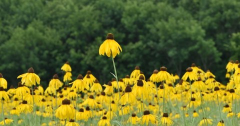 This Arkansas Wildlife Management Area Is One Of The Best Places To View Summer Wildflowers