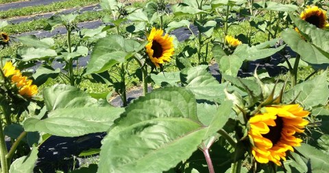 This New York Farm Is One Of The Best Places To View Summer Wildflowers